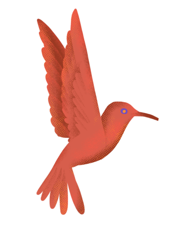 imágen colibri
