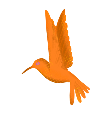 imágen colibri 2